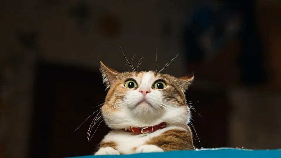 Immediate ISO’s photo 1