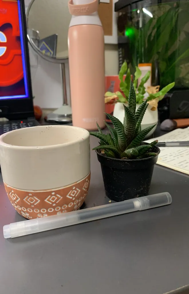 Adorable Succulent photo 1