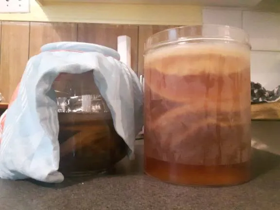 Organic Kombucha photo 1