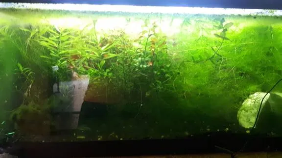 Fish Tank Water-Aquarium Water photo 1