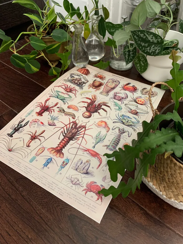 Crab / Shelfish Canvas Print: Retro Reproduction photo 1