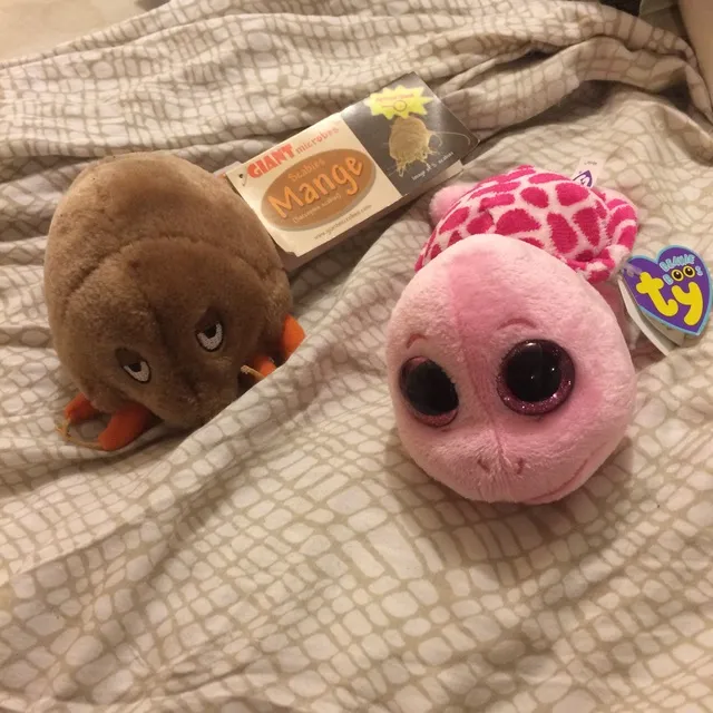 Scabies And A Turtle photo 1