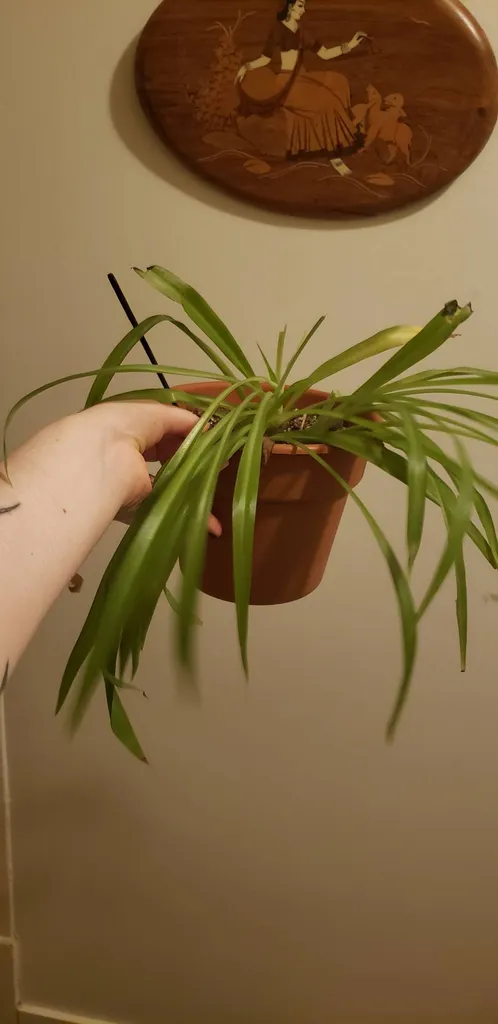 Some Kind Of Spider Plant?? photo 1