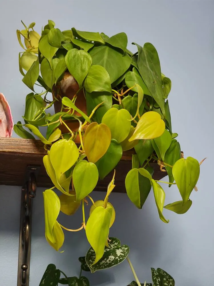 Lemon Lime Philodendron - Plant Cuttings photo 1