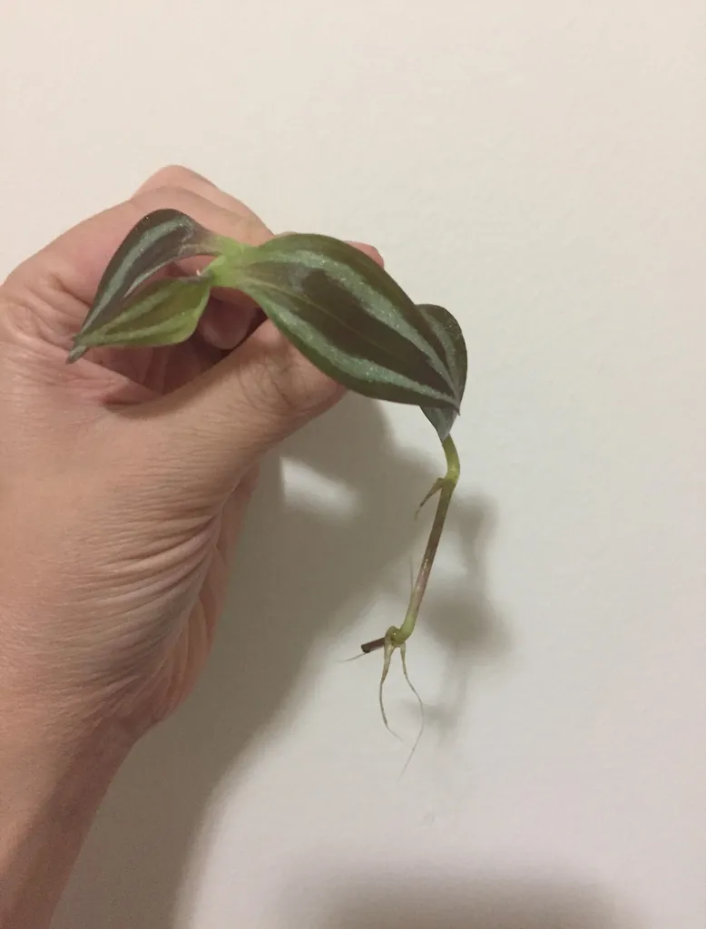 2/3 Tradescantia Zebrina Clipping photo 1