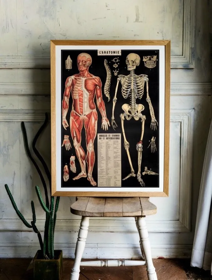 Cavallini’s l’anatomie — 20x28” photo 1