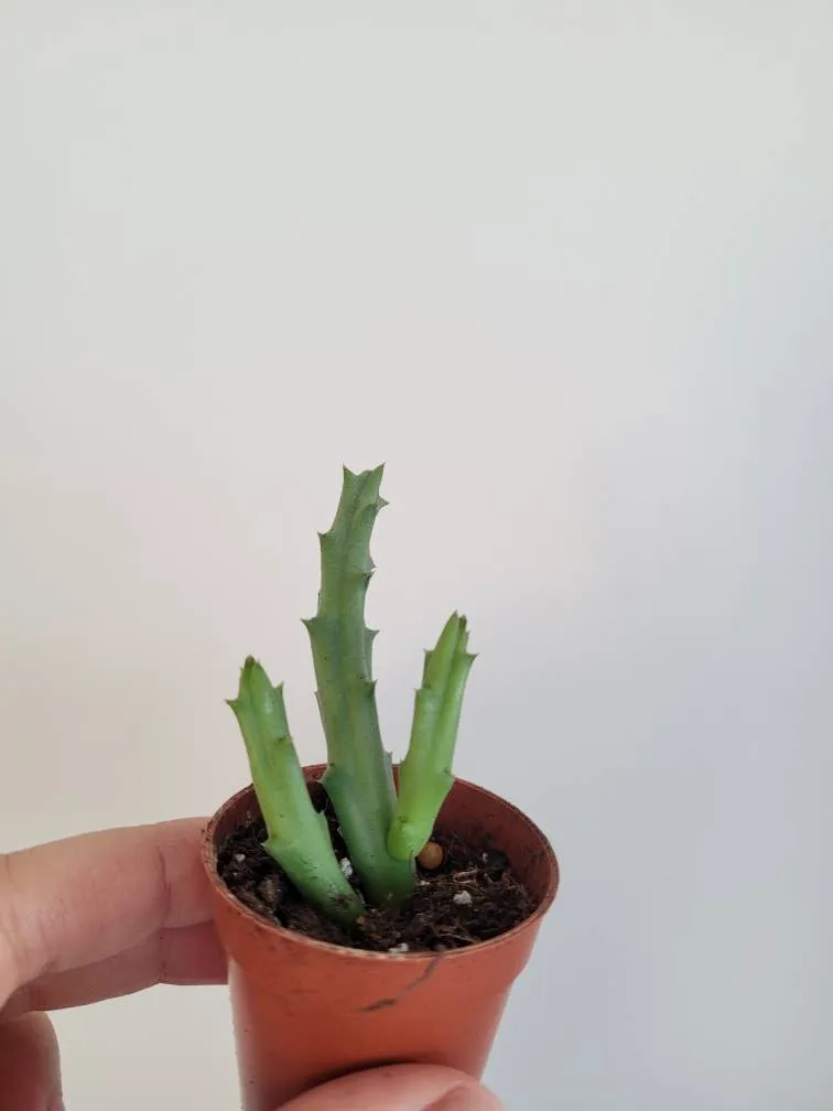 🪴 Succulent BB photo 1