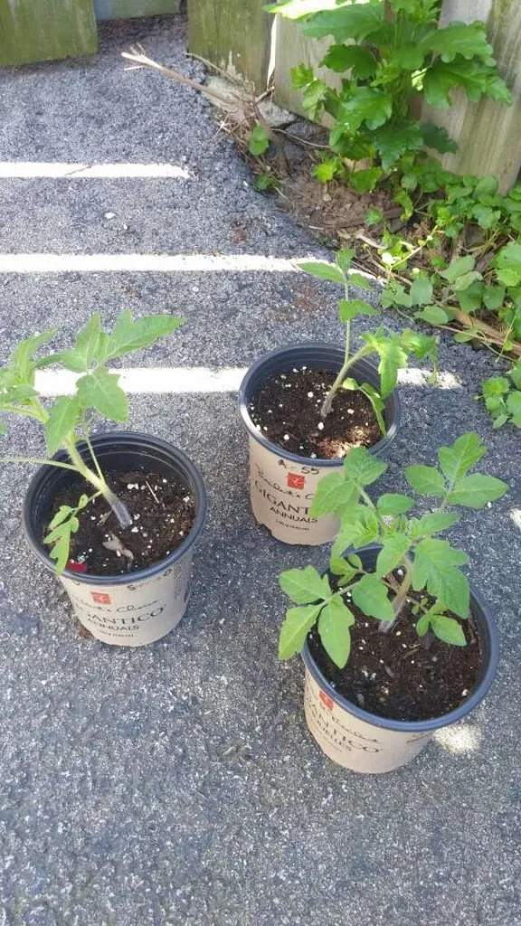 Tomato Plants photo 1