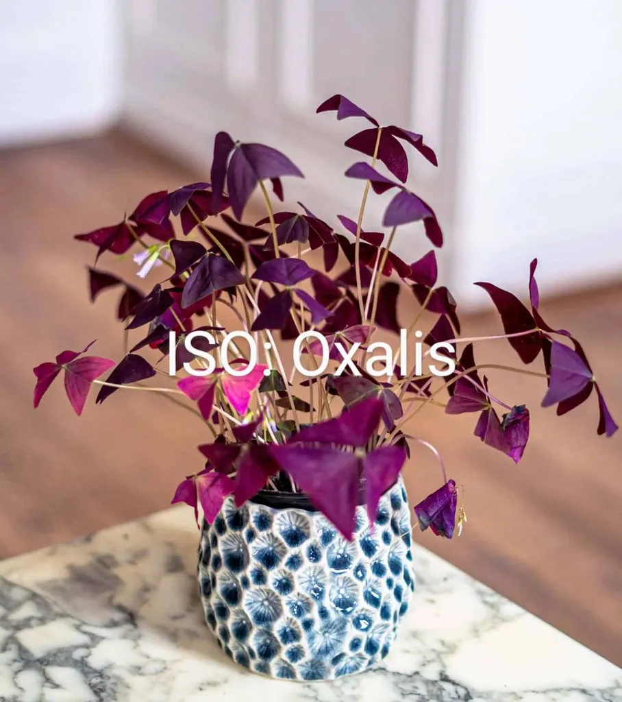 Iso Oxalis photo 1