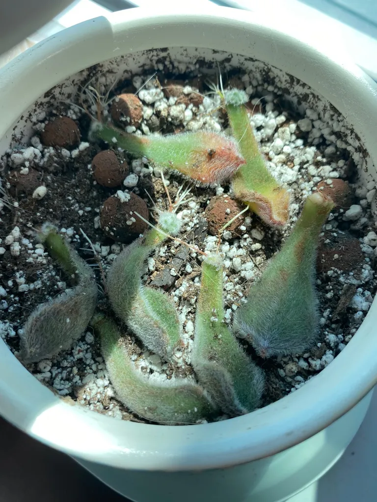 FREE - Rooted Echeveria Setosa Leaf Props photo 1