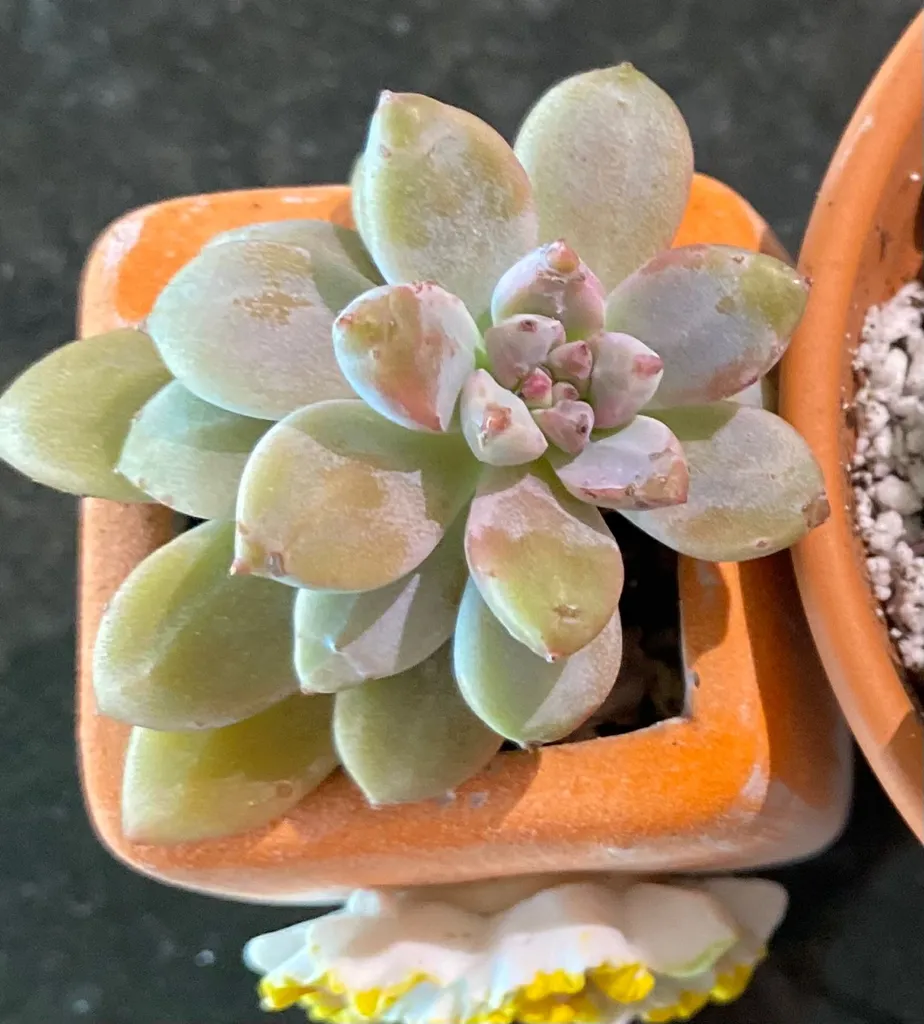 Graptosedum ‘Francesco Baldi’ photo 1