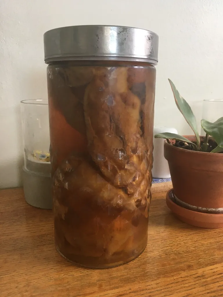 Kombucha Scoby with Starter Tea photo 1