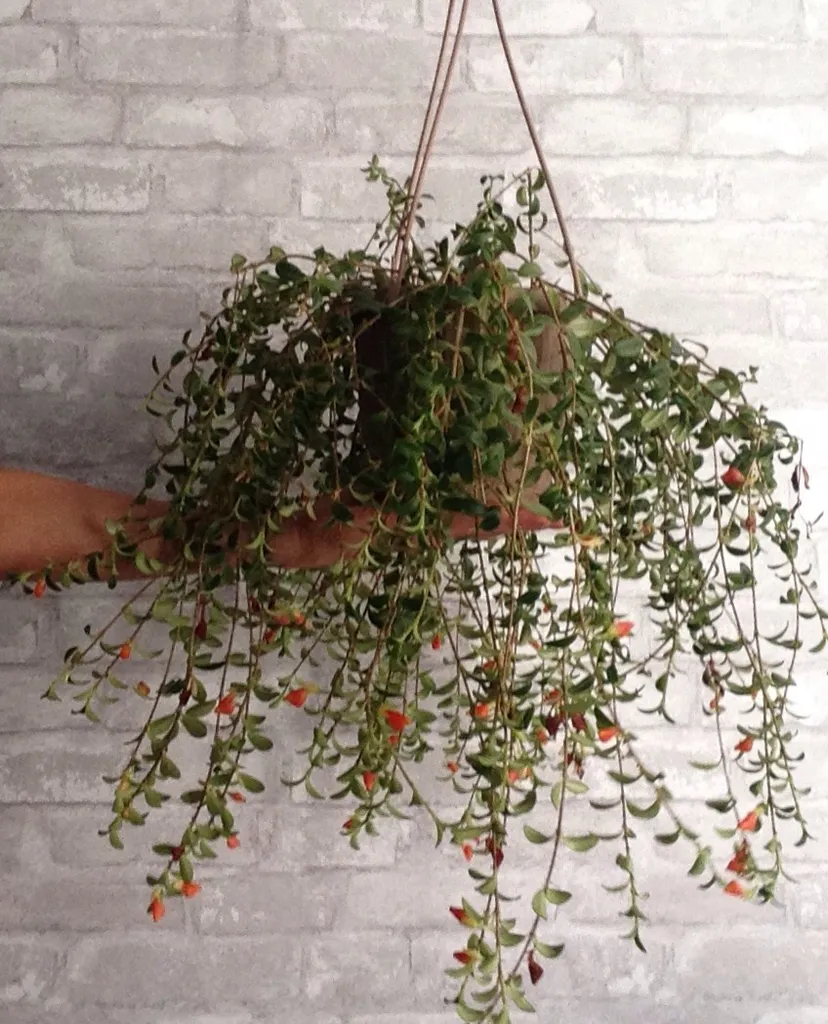 Goldfish Plant Cuttings Galore! photo 1