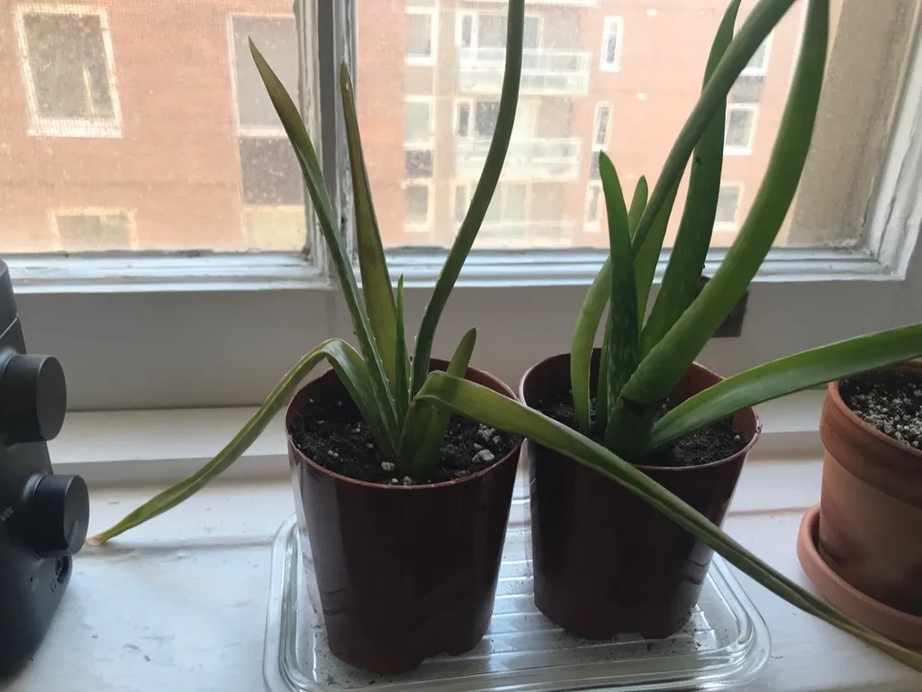 Baby Aloe Pups photo 1