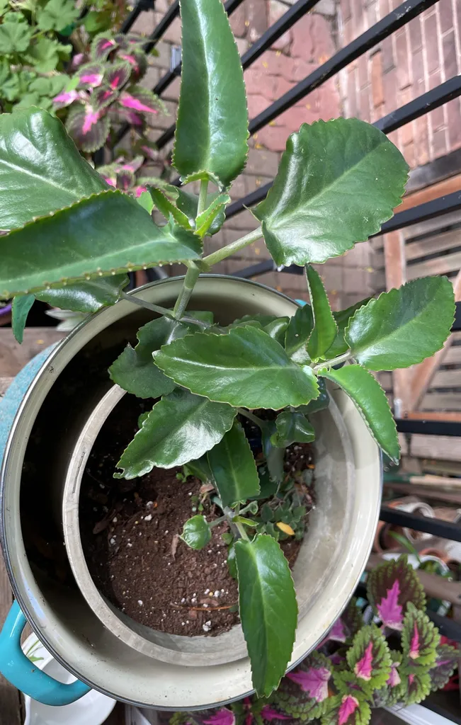 Massive And Multiple Mother Of Millions!! photo 1