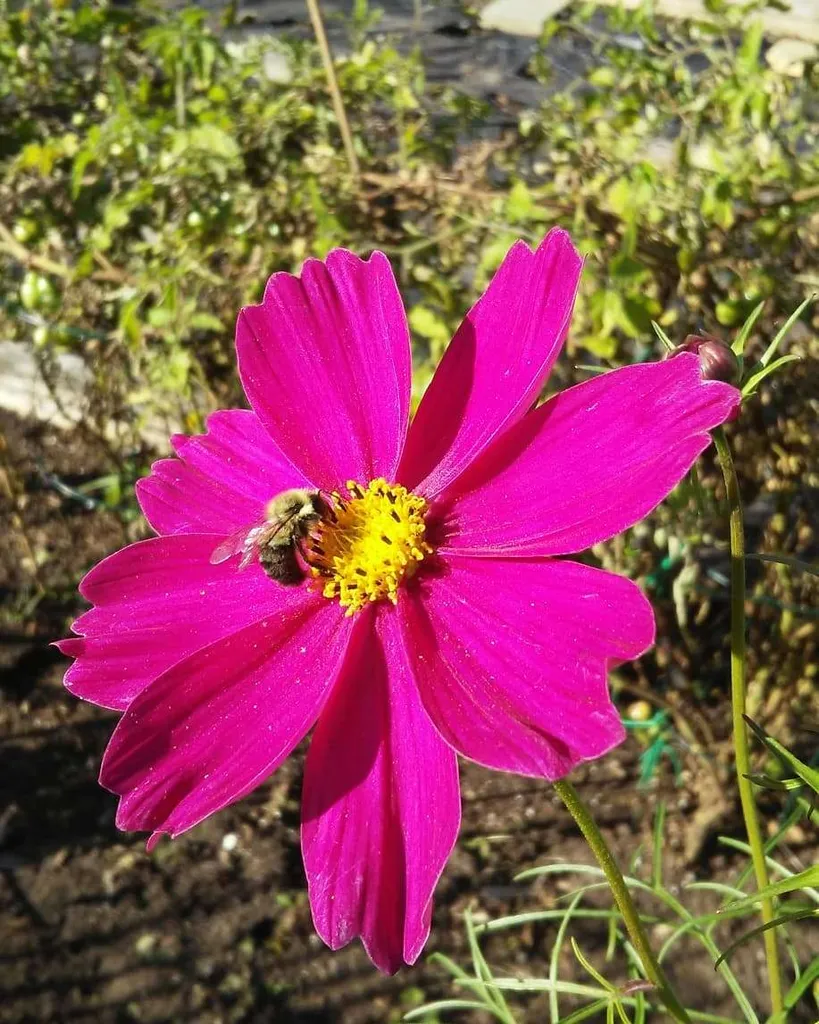 Pollinator Flowers Seeds photo 1