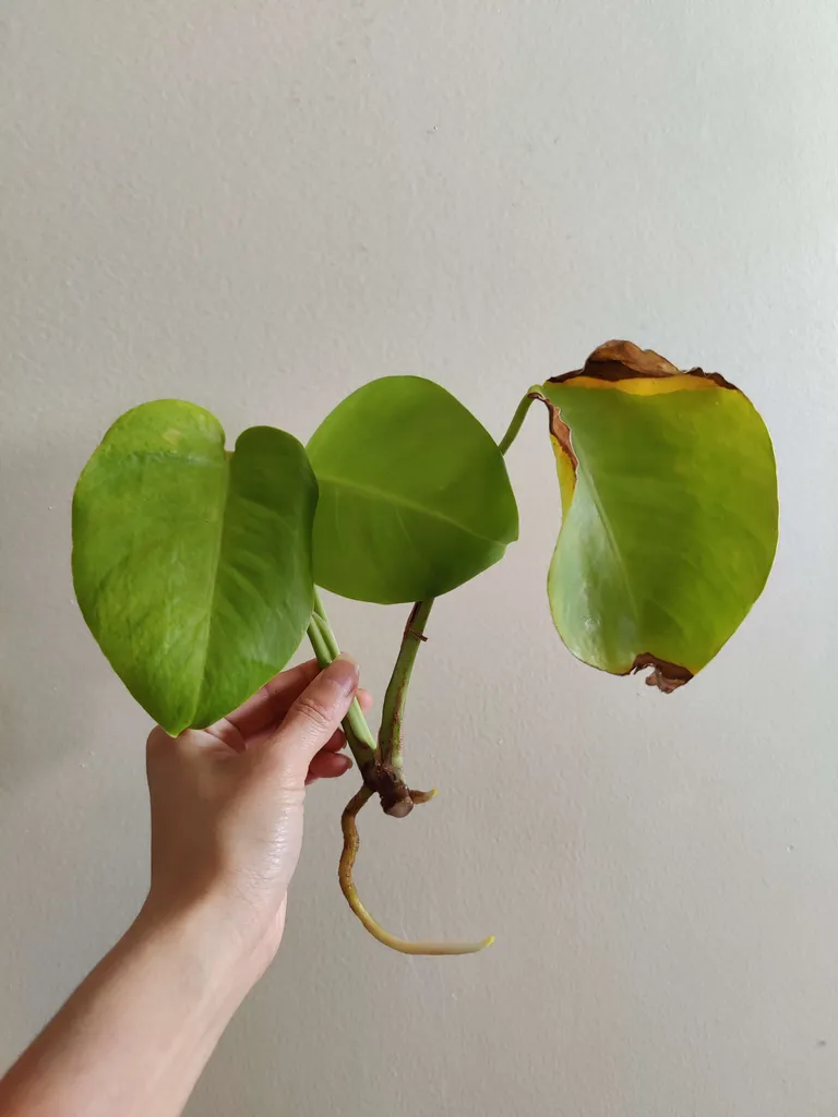Rooted Monstera Cutting photo 1