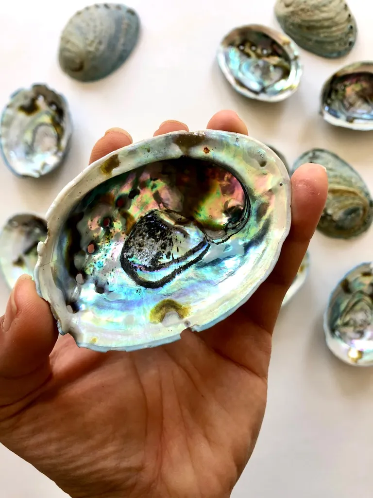Abalone Shells photo 1
