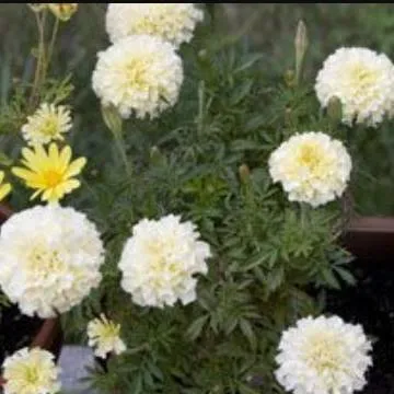 8 White Marigold Seedlings photo 1