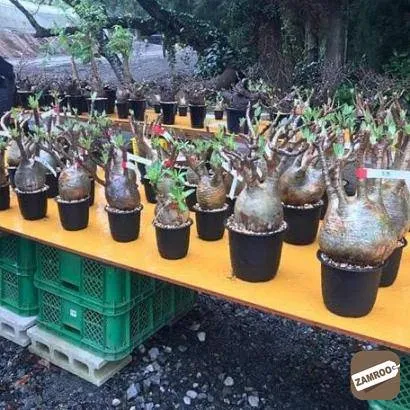 Healthy Pachypodium gracilius photo 1