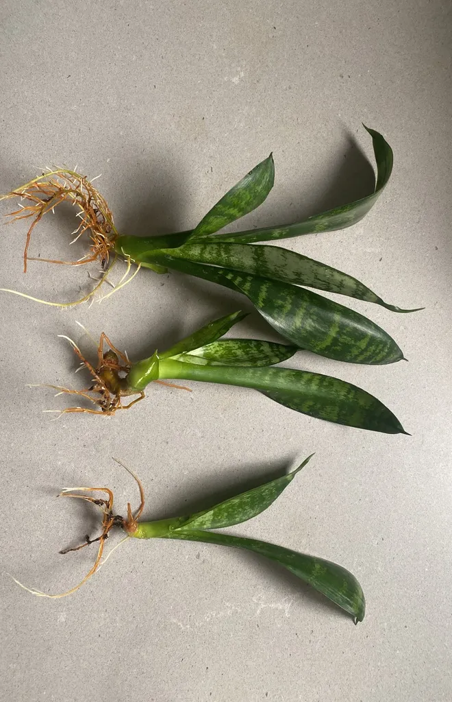 snake plants take one or all photo 1