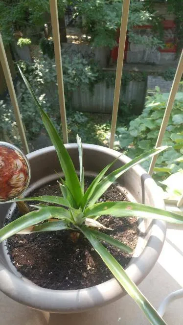 Pineapple Plant! photo 1