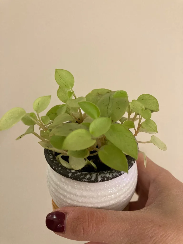Peperomia Pixie Lime photo 1