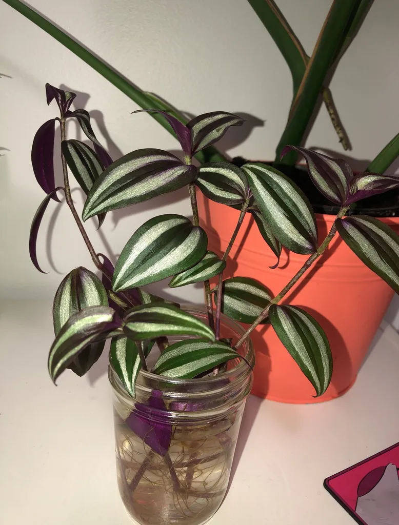 Tradescantia Clippings photo 1
