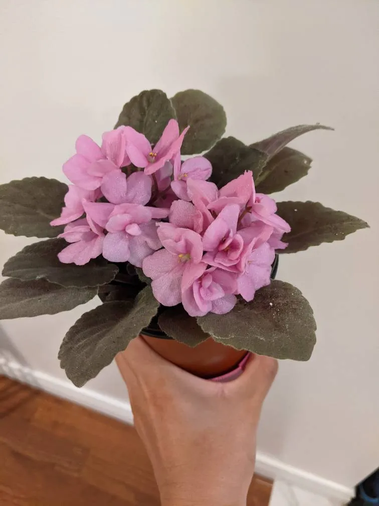 Pink African Violet photo 1