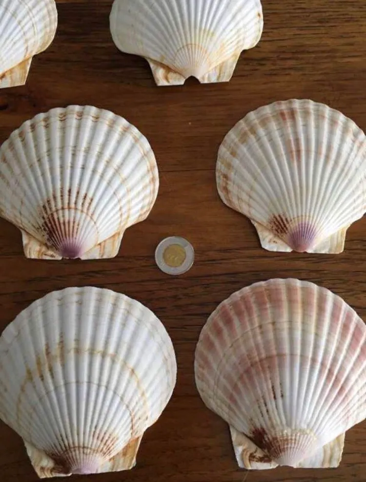 Japanese Baking Shells (x6) photo 1