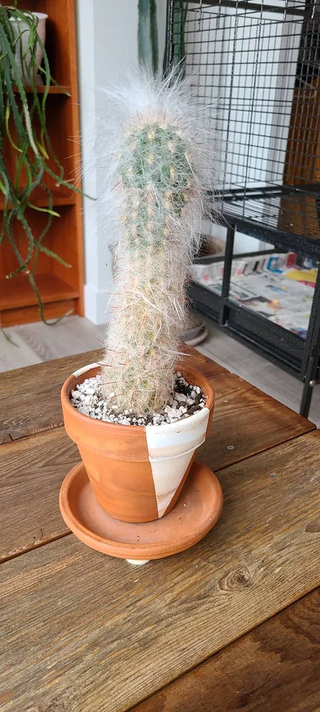 Old Man Cactus In Hand Painted Pot photo 1