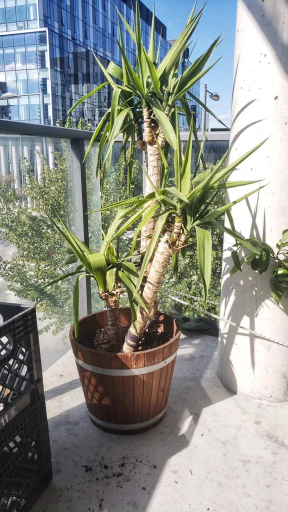 Yucca Eliphantipes Plant With Ikea Pot photo 1