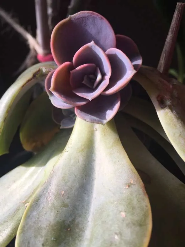 Echeveria Perle Von Nurnberg photo 1