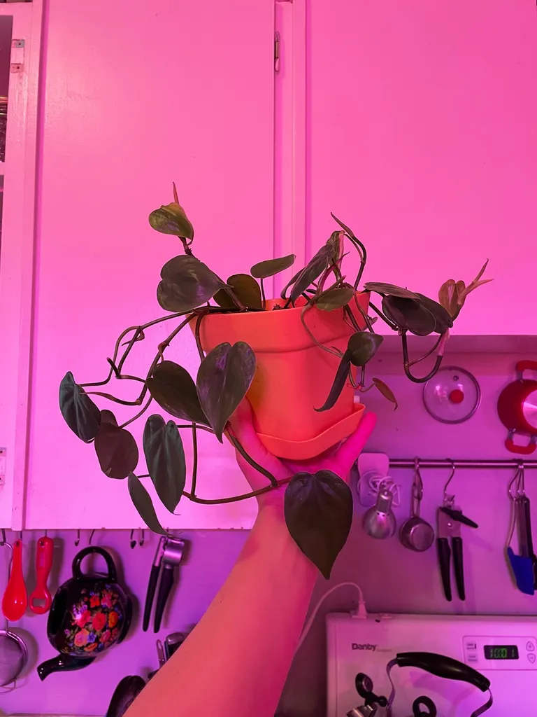 Philodendron photo 1