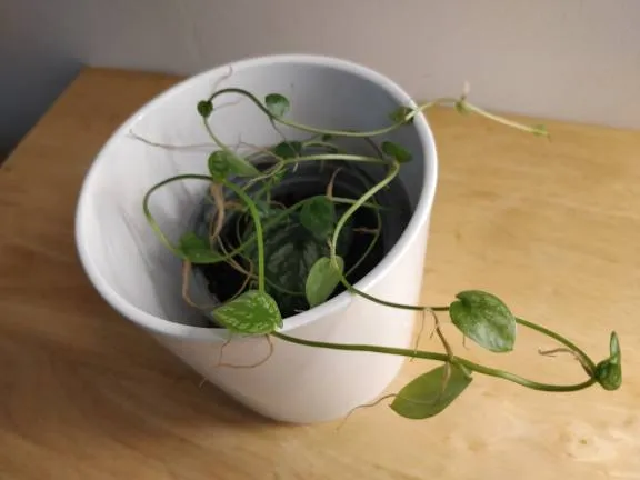 Monstera Dubia photo 1