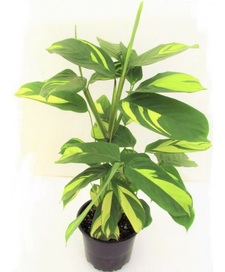 Calathea Lubbersii Ctenanthe 💎🌿 Rare Plant photo 1