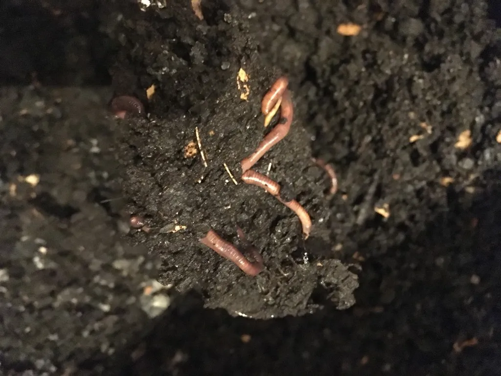 Vermiculuture worms photo 1