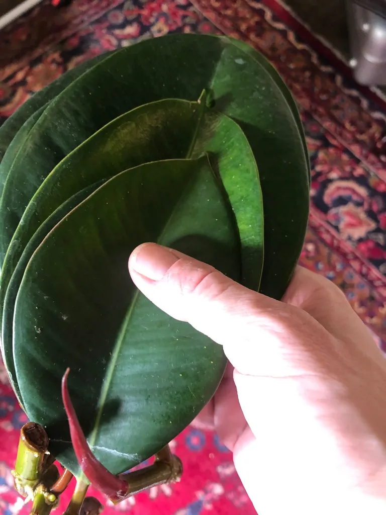 Rubber Plant Starters photo 1