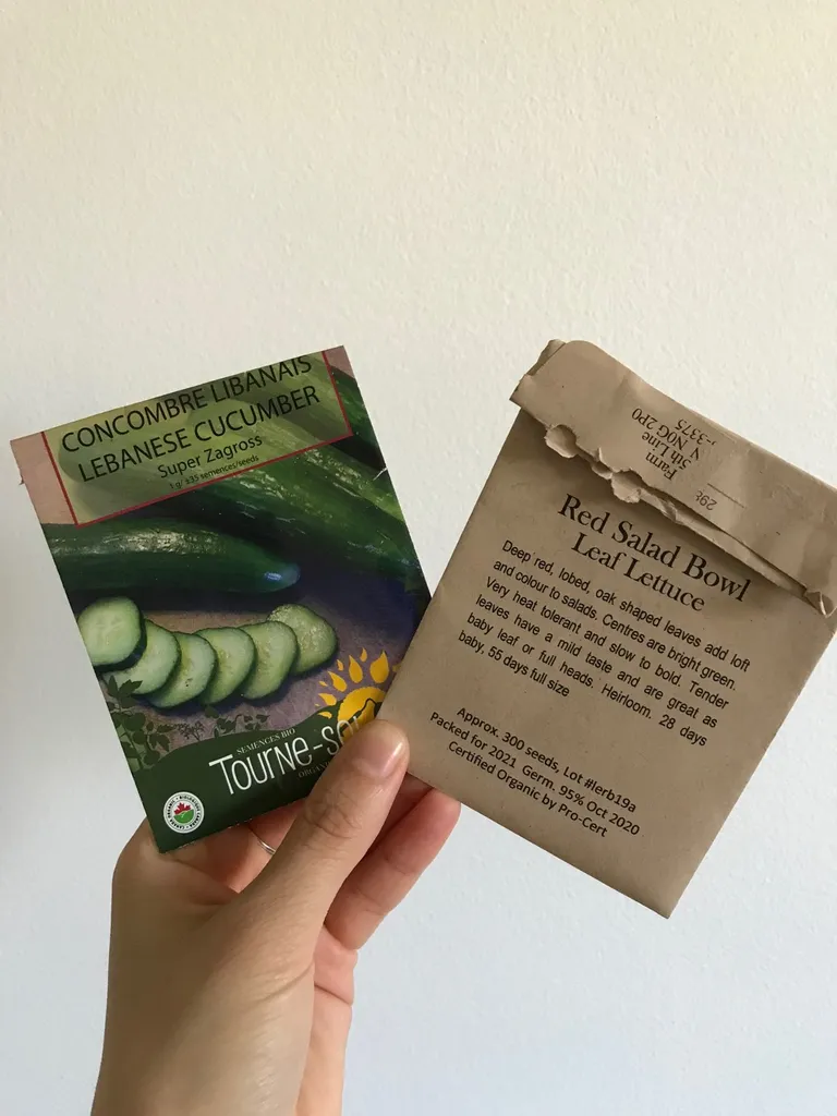 Seeds! Cucumber And Red Lettuce photo 1