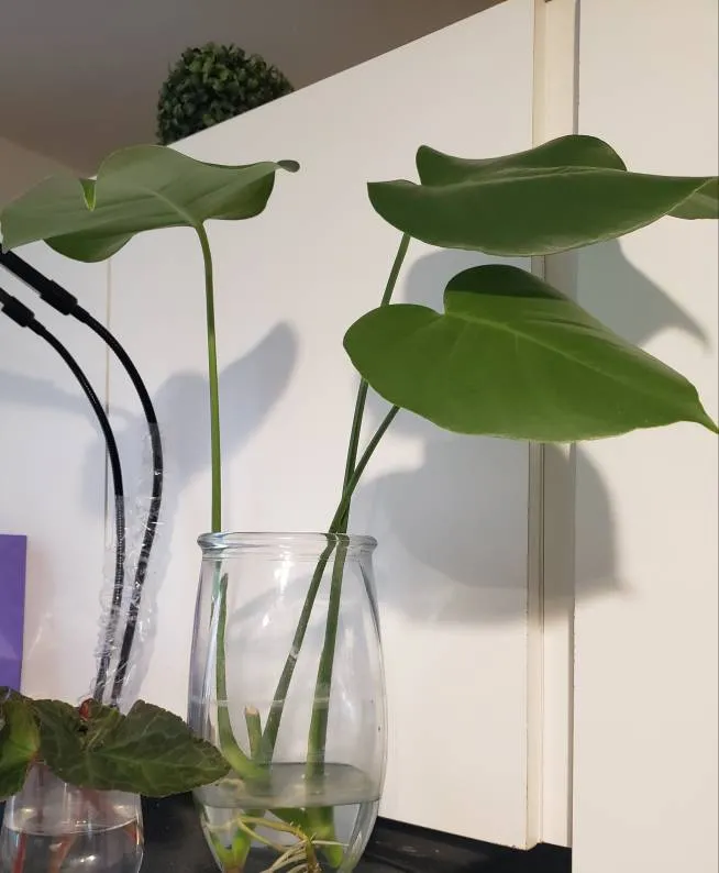 Rooted MONSTERA DELICIOSA photo 1