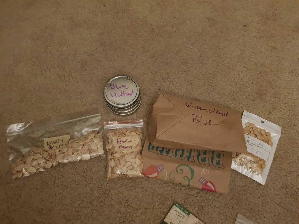 Squash Seeds photo 1