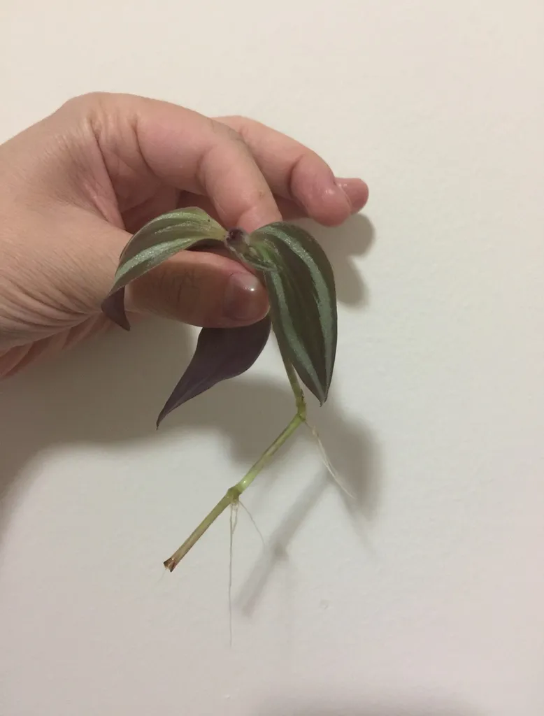 1/3 Tradescantia Zebrina Clipping photo 1