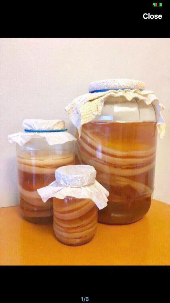 Healthy Kombucha Scobys photo 1
