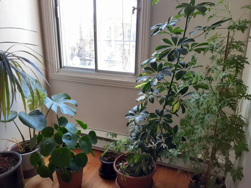 Plant Cuttings photo 1