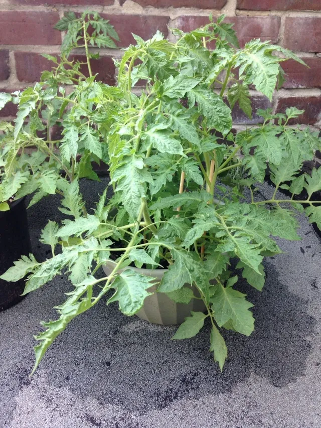 5 Tomato Plants + Plant Support *1 Pending Trade photo 1