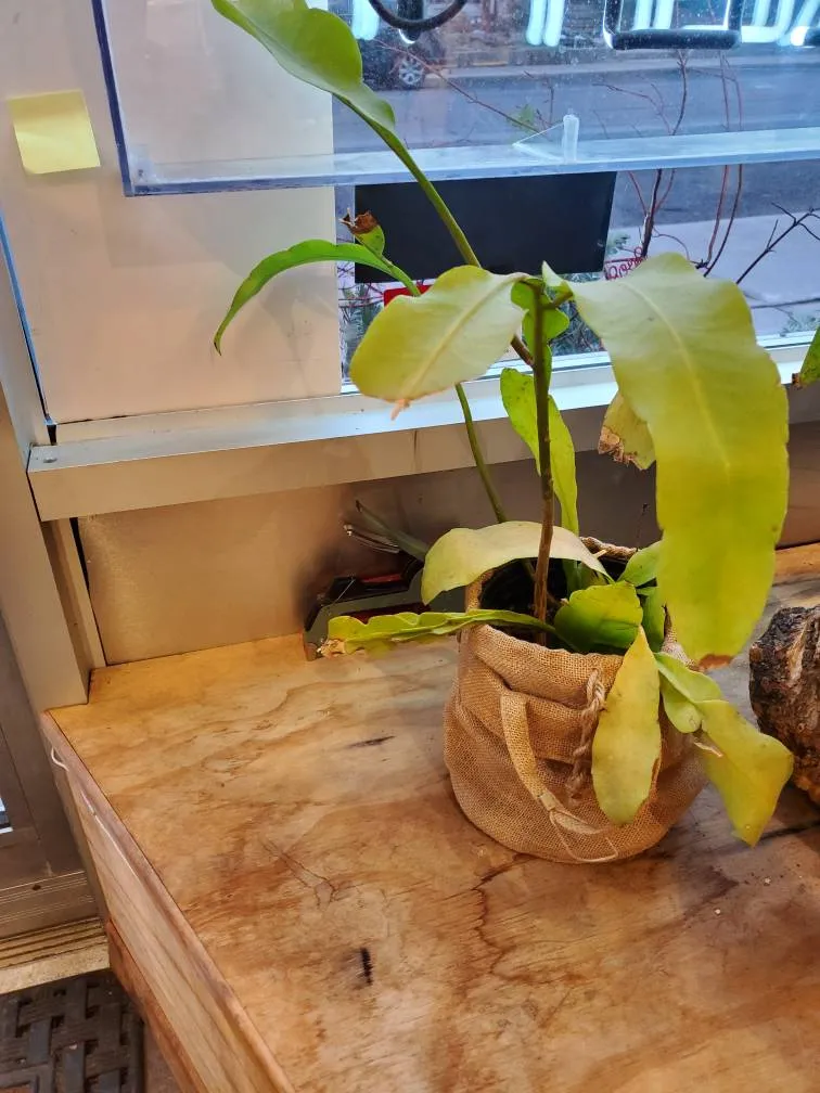 Free Cactus Type Plant photo 1