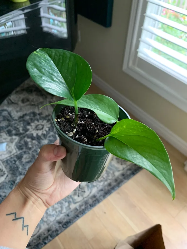 Small Pothos Plant 🌱 photo 1