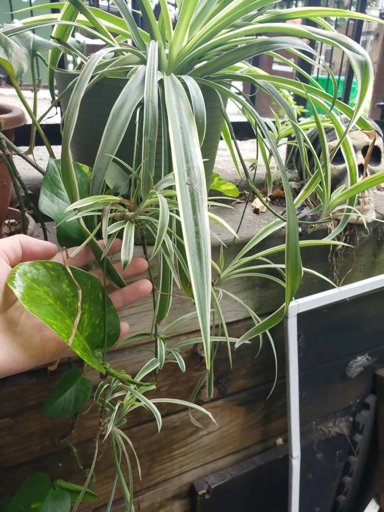 Spiderplant Babies! photo 1
