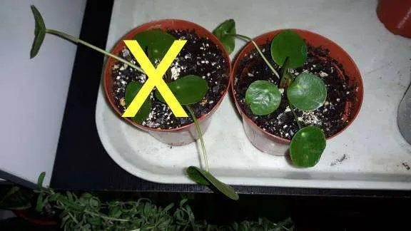 pilea peperomioides photo 1