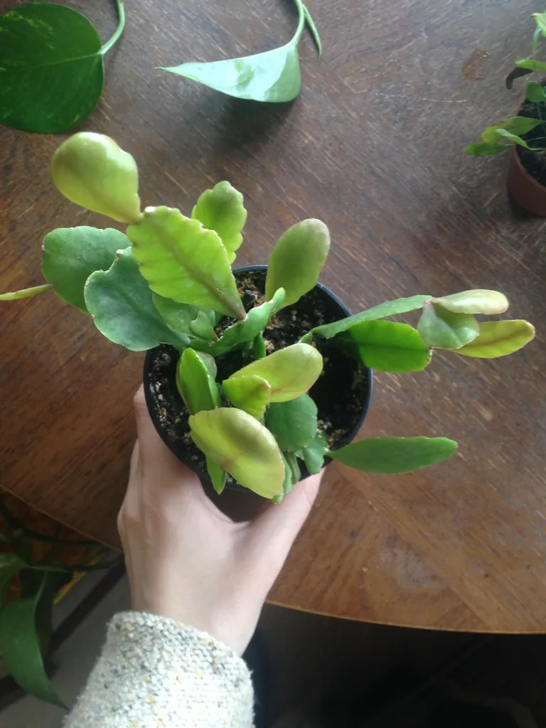 Rhipsalis Pachyptera photo 1